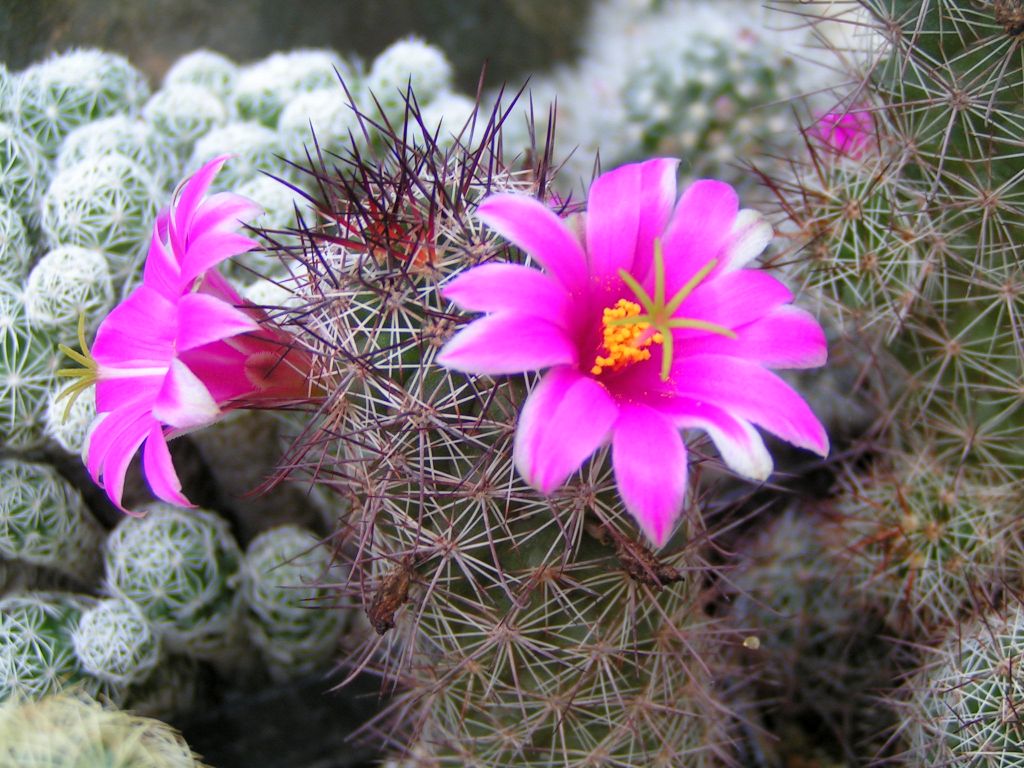 Mammillaria mazatlanensis